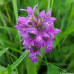 Wild orchid in the garden, © Armadillo Central, 2017