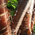 Much to inspire, including peeling cherry tree bark in the garden, © Armadillo Central, 2017