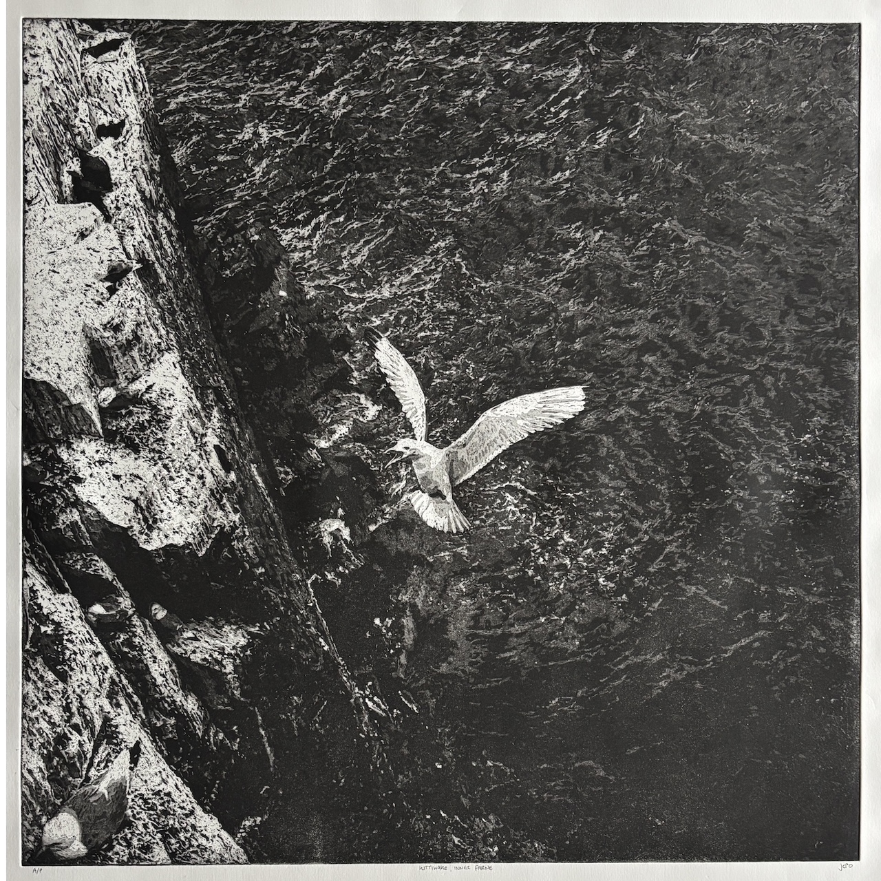 Kittiwake, Inner Farne, etching with aquatint, paper size: 70 × 70cm, by Chris Otley