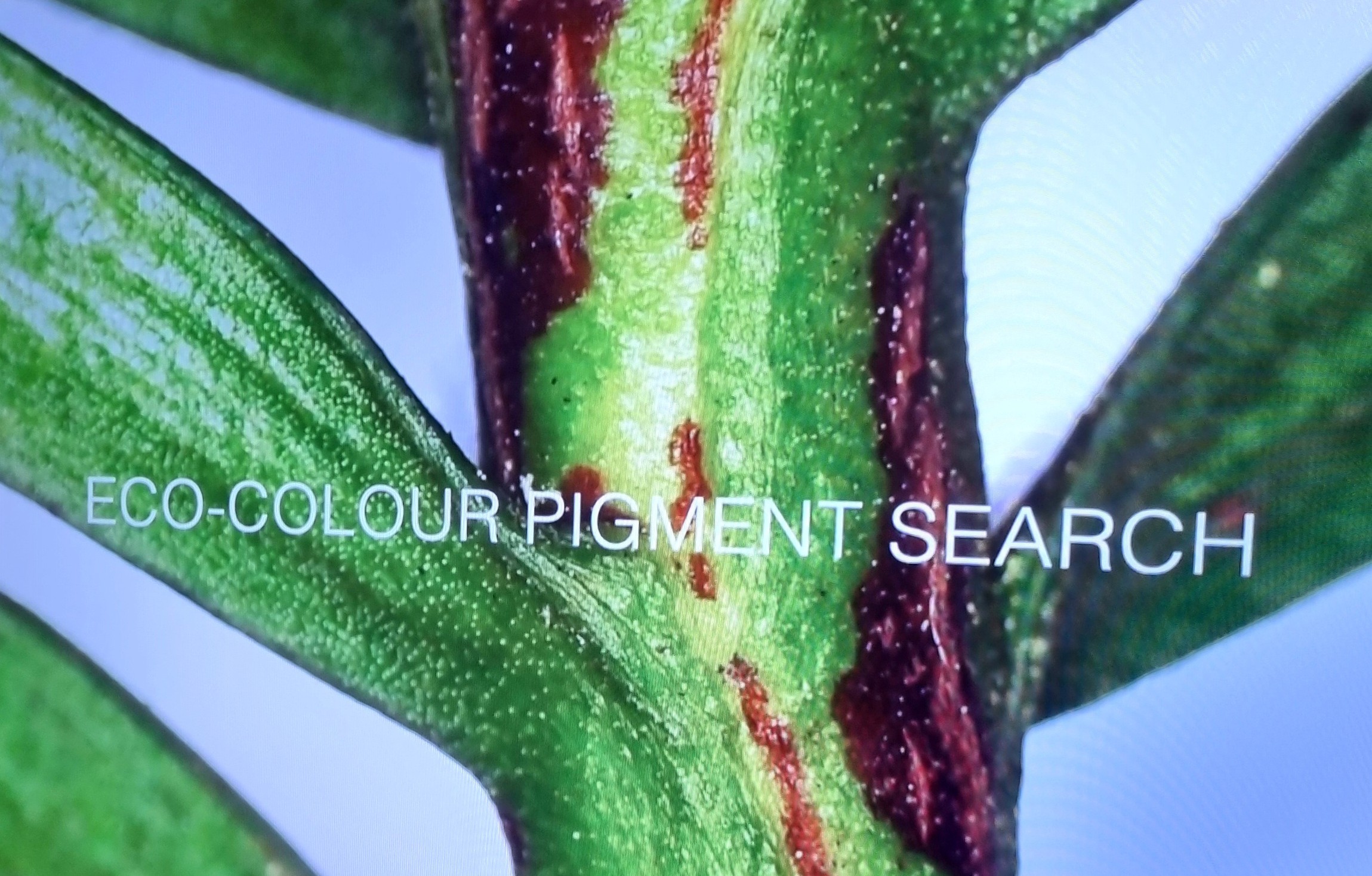 Still from Diana Scarborough's Eco-conscious Colour short film, first screened at Cambridge Festival, 2026