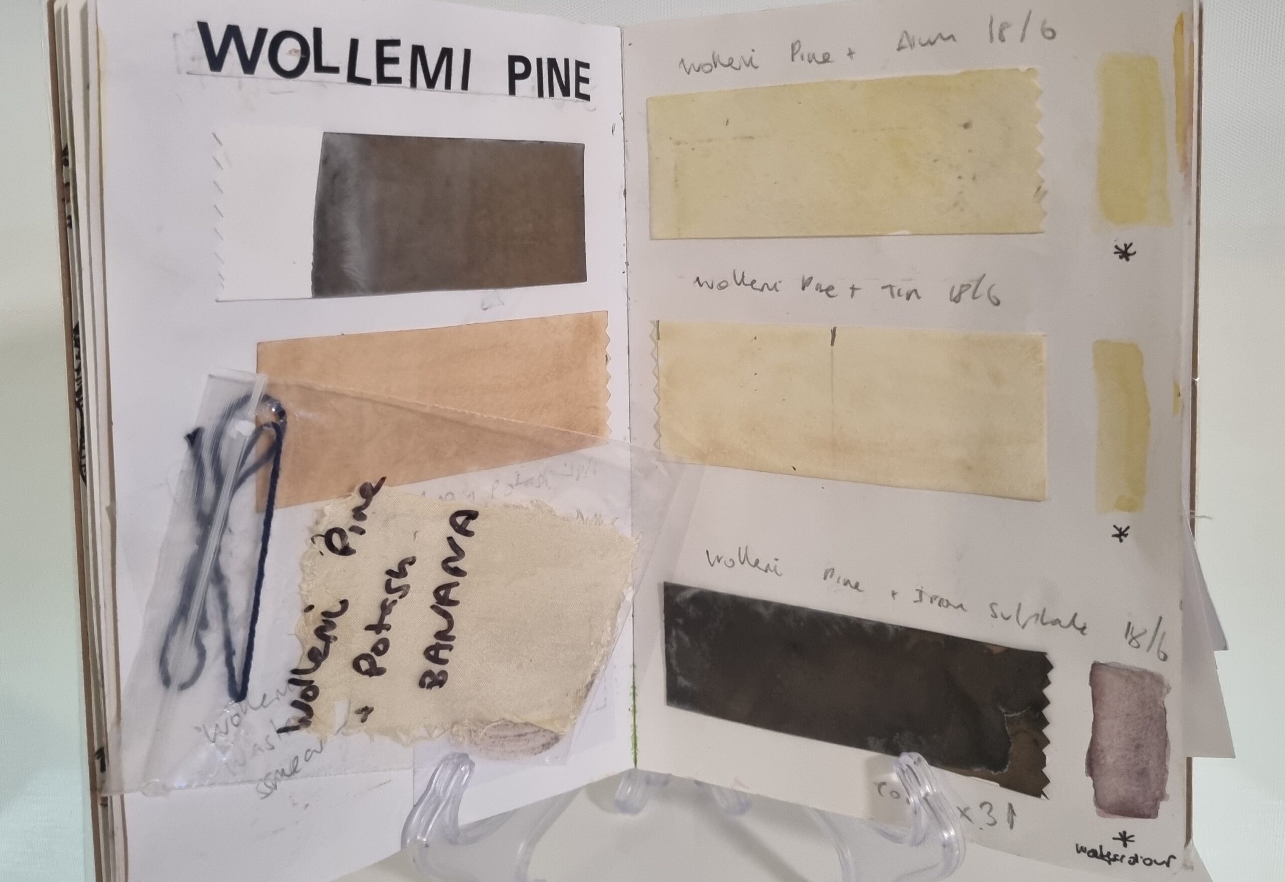 Shades of Wollemi pine in one of Diana Scarborough's artist notebooks