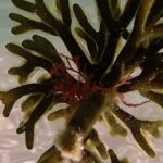 Diana-Scarborough-EcoColour-dead-mans-finger-film-still