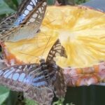 Diana-Scarborough-EcoColour-film-still-butterfly